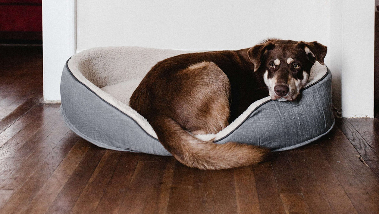 Servicio de limpieza de  <br> <span>Camas de Mascotas</span> 